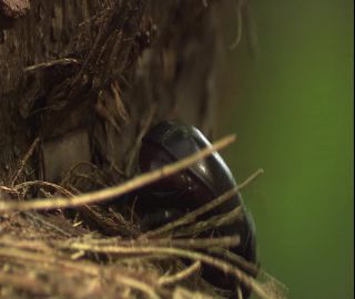 Link to Video | 2008, Philippines