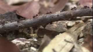 Link to Video | 2008, Philippines