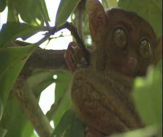 Link to Video | 2008, Philippines