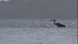 Link to Video | 2008, Philippines