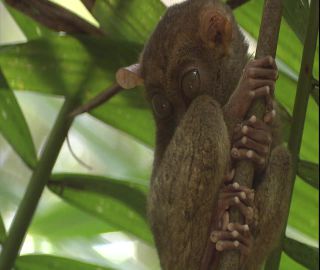 Link to Video | 2008, Philippines