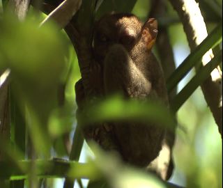 Link to Video | 2008, Philippines