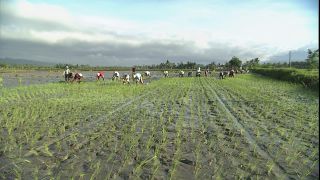 Link to Video | 2008, Philippines