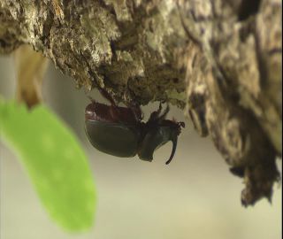 Link to Video | 2008, Philippines