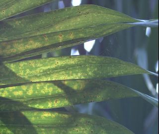 Link to Video | 2008, Philippines