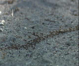 Link to Video | 2008, Philippines