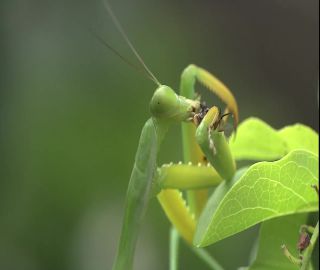 Link to Video | 2008, Philippines