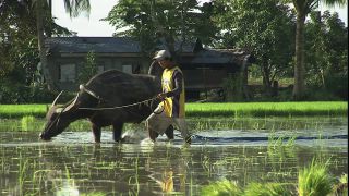Link to Video | 2008, Philippines