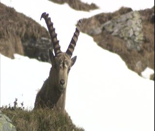 Link to Video | 2008, Philippines