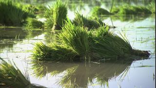 Link zum Video | 2008, Philippinen