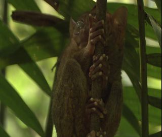 Link to Video | 2008, Philippines