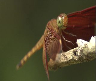 Link to Video | 2008, Philippines