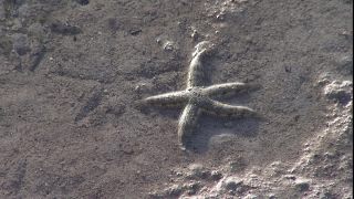 Link zum Video | 2008, Philippinen