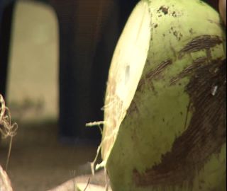 Link to Video | 2008, Philippines