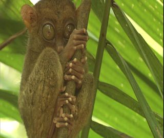 Link to Video | 2008, Philippines