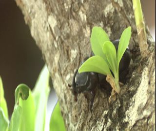 Link to Video | 2008, Philippines