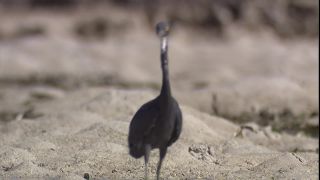 Link to Video | 2008, Philippines