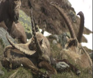 Link to Video | 2008, Philippines