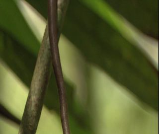 Link to Video | 2008, Philippines