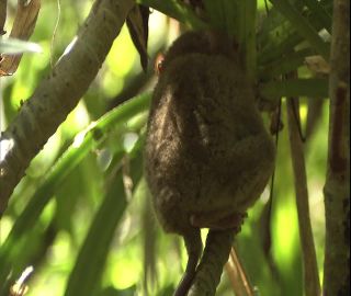 Link to Video | 2008, Philippines