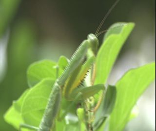 Link to Video | 2008, Philippines