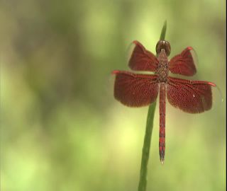 Link to Video | 2008, Philippines