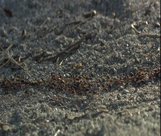 Link to Video | 2008, Philippines