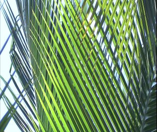 Link to Video | 2008, Philippines