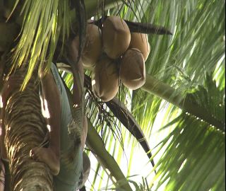 Link to Video | 2008, Philippines