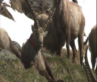 Link to Video | 2008, Philippines