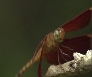 Link to Video | 2008, Philippines