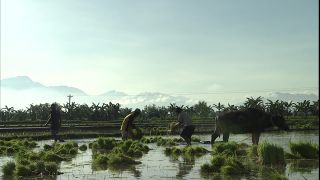 Link to Video | 2008, Philippines