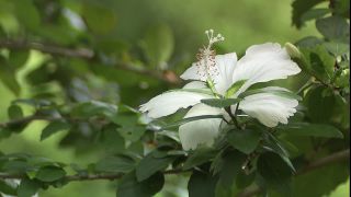Link zum Video | 2008, Philippinen