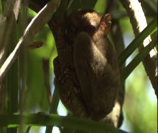 Link to Video | 2008, Philippines