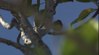 Link to Video | 2008, Philippines