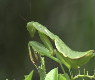 Link to Video | 2008, Philippines