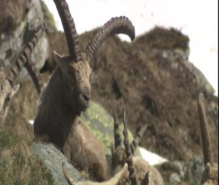 Link to Video | 2008, Philippines