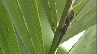 Link zum Video | 2008, Philippinen