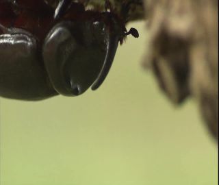 Link to Video | 2008, Philippines