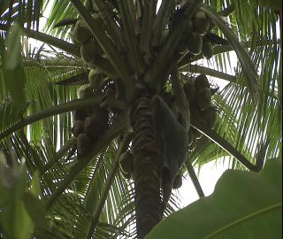 Link to Video | 2008, Philippines