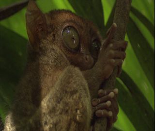 Link to Video | 2008, Philippines