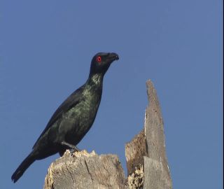 Link to Video | 2008, Philippines