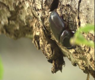 Link to Video | 2008, Philippines