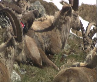 Link to Video | 2008, Philippines