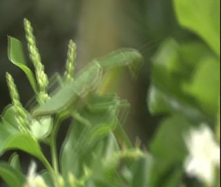 Link to Video | 2008, Philippines