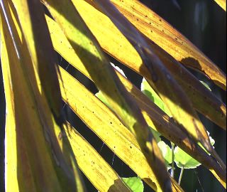 Link to Video | 2008, Philippines