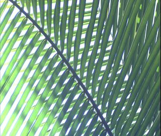 Link to Video | 2008, Philippines