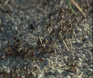 Link to Video | 2008, Philippines