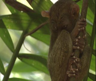 Link to Video | 2008, Philippines