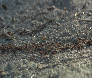 Link to Video | 2008, Philippines